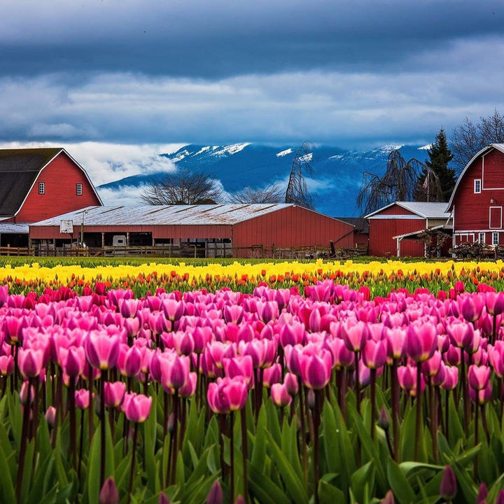Colorful pink and yellow tulip fields at the Skagit Valley Tulip Festival with classic red barns and snow-capped mountains near Mount Vernon, Washington, showcasing one of the Pacific Northwest's most iconic spring landscapes.
