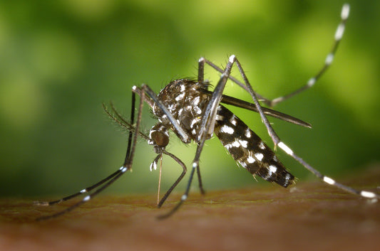 Mosquitoes in Cedar Ridge Estates Mount Vernon WA