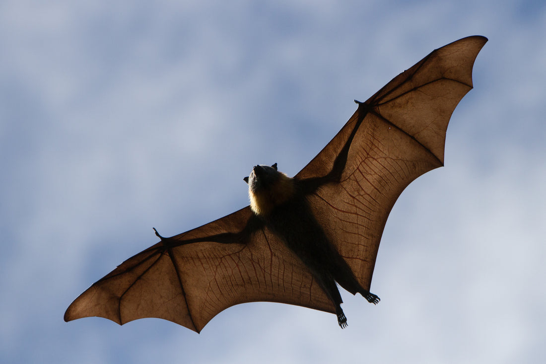 Big Brown Bat (Eptesicus fuscus) in mid-flight, wings spread wide against a twilight sky