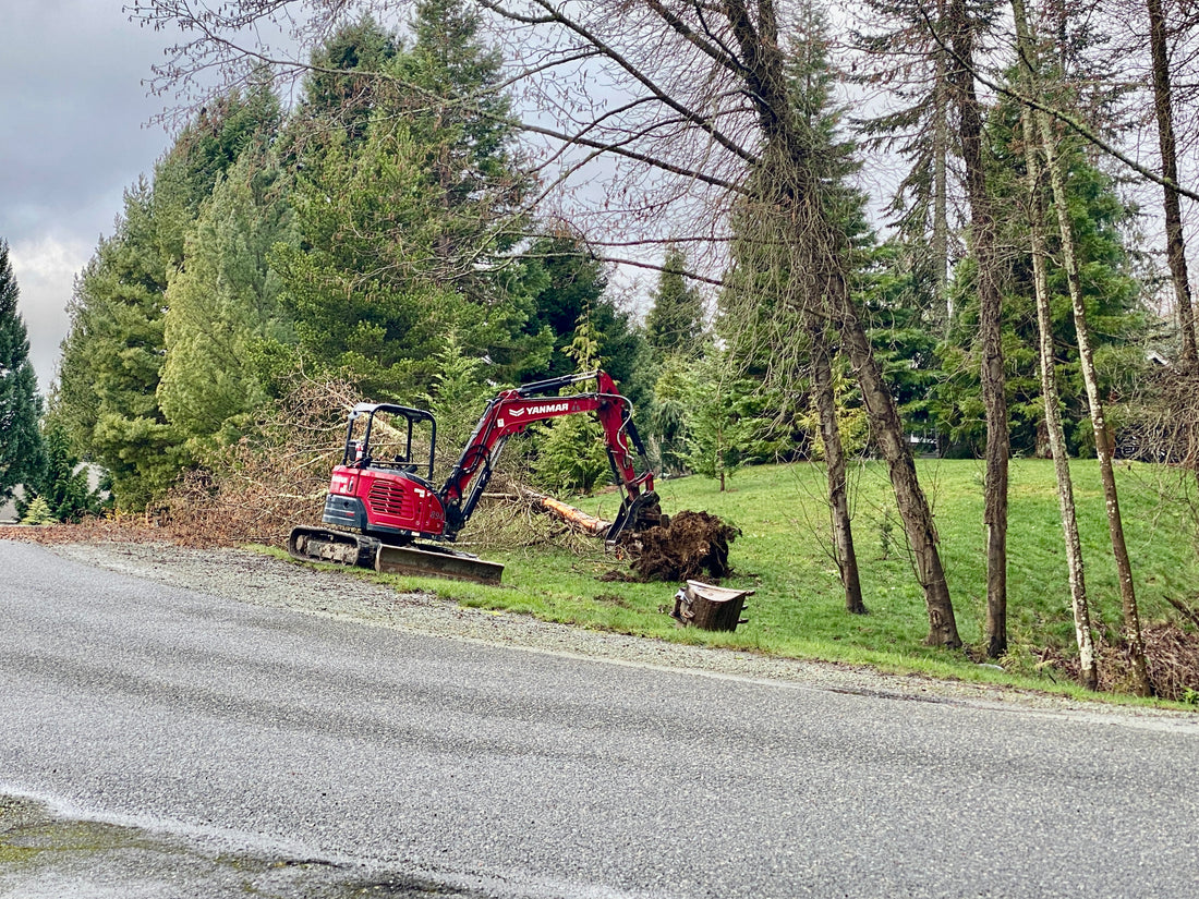 Neighborhood Tree Cutting Project: A Proactive Measure for Safety and Sustainability