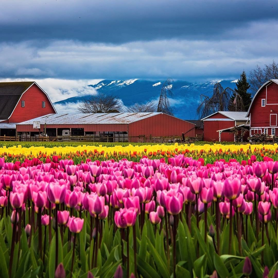 Colorful pink and yellow tulip fields at the Skagit Valley Tulip Festival with classic red barns and snow-capped mountains near Mount Vernon, Washington, showcasing one of the Pacific Northwest's most iconic spring landscapes.