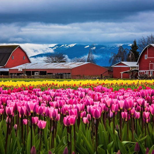 Colorful pink and yellow tulip fields at the Skagit Valley Tulip Festival with classic red barns and snow-capped mountains near Mount Vernon, Washington, showcasing one of the Pacific Northwest's most iconic spring landscapes.