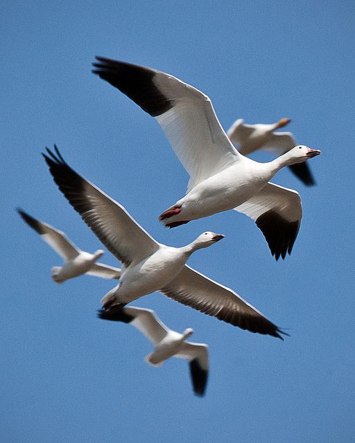 Snow Geese Mount Vernon WA