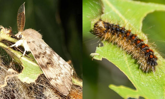 A close-up image of a Spongy Moth alongside its caterpillar stage.