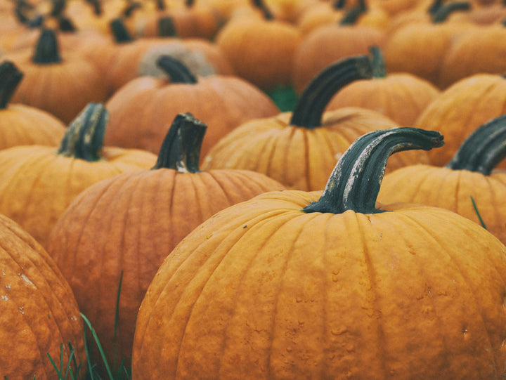 Close-up of orange pumpkins with dark green stems.