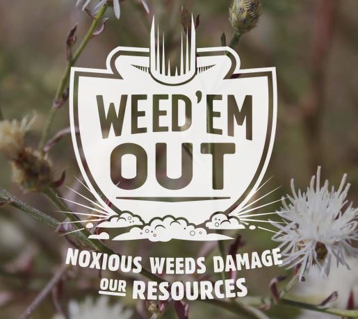 Noxious Weeds Cedar Ridge Estates